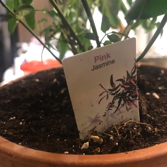 Common Jasmine - Picture 5 of 10